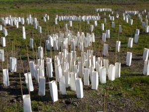 Mundoo Tree Plantings 022