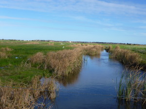 Mundoo Wetlands (4)