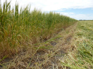 Mowing the Barley Crop for Hay