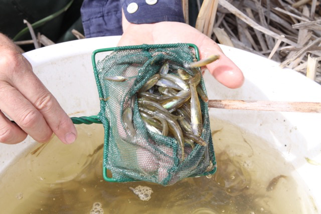 native-fish-sampling-on-mundoo