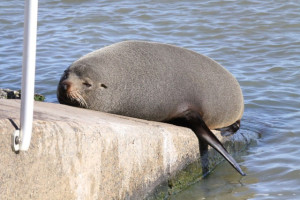 new-zealand-fur-seals-in-the-coorong-1